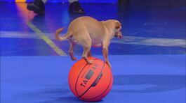 Il percorso sui palloni da basket del chihuahua Milo thumbnail