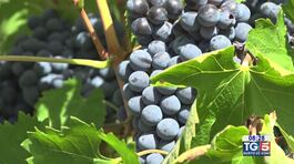 Gusto di Vino - Antichi vigneti d'Abruzzo thumbnail