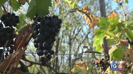 Gusto di Vino: il Montepulciano d'Abruzzo thumbnail