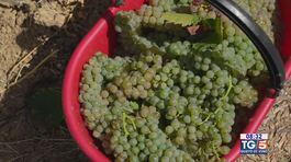 Gusto di Vino: l'uva passerina thumbnail