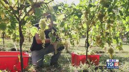 Gusto DiVino: la vendemmia per il prosecco thumbnail