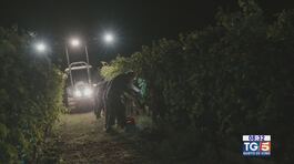 Gusto di Vino - La vendemmia notturna del Ruché thumbnail