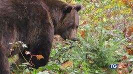 Ucciso l'orso M90, ira degli animalisti thumbnail