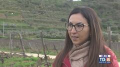 Gusto di Vino - Il vino siciliano