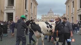 Protesta dei trattori La mucca a San Pietro thumbnail
