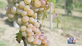 Gusto di Vino: Il Verdicchio thumbnail