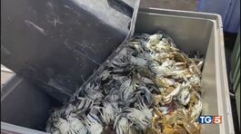 Caldo e granchio blu, la crisi delle vongole thumbnail