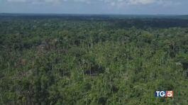 Narcos cercano oro devastata l'Amazzonia thumbnail