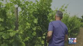 Gusto di Vino: Malvasia di Simon di Brazzan thumbnail