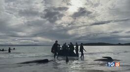 Il mistero delle balene spiaggiate thumbnail