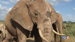 Caccia agli elefanti Kenya accusa Tanzania thumbnail