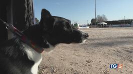 Amici a quattro zampe e compagni nello sport thumbnail