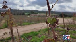 Gusto Di Vino: Vermentino docg thumbnail