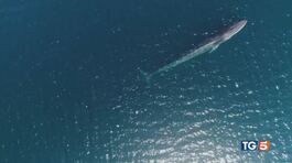 Sulla rotta dei cetacei meraviglie della natura thumbnail