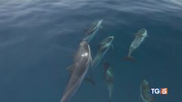 La giornata mondiale dei delfini thumbnail