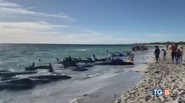 160 balene spiaggiate, è mistero sulle cause thumbnail