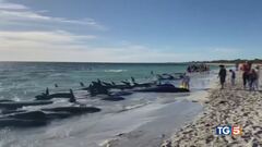 160 balene spiaggiate, è mistero sulle cause