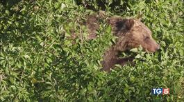 Lupi in pericolo, gli orsi a rischio thumbnail