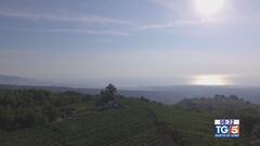 Gusto DiVino: La produzione del vino in Sicilia
