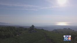 Gusto DiVino: La produzione del vino in Sicilia thumbnail