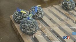 Crisi cozze e vongole nemico granchio blu thumbnail
