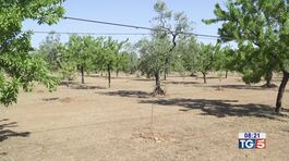 Sud Italia a secco, Texas devastato thumbnail