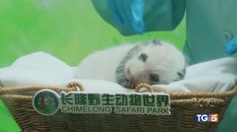 Panda e tigri, buone notizie thumbnail