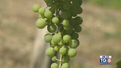 Gusto di Vino: il vino Fiano