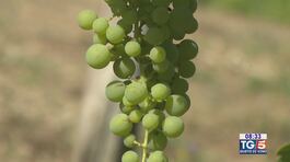 Gusto di Vino: il vino Fiano thumbnail