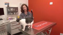 La gestione della salute del nostro gatto