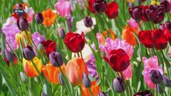 I mille colori e le mille sfumature dei tulipani