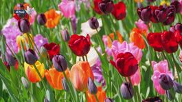 I mille colori e le mille sfumature dei tulipani thumbnail