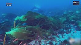 La foresta subacquea nello Stretto di Messina thumbnail
