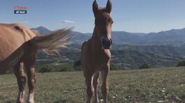 Cavalli del Catria thumbnail