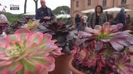 Tra i fiori thumbnail