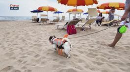 Il tuo cane è benvenuto thumbnail
