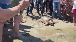 Celebriamo la giornata internazionale delle tartarughe marine thumbnail