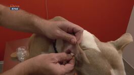 I consigli del veterinario thumbnail