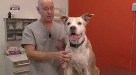 I consigli del veterinario thumbnail
