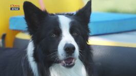 L'Educa-cani thumbnail