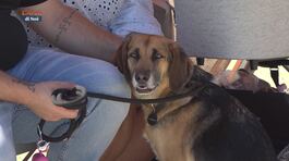 I consigli del veterinario thumbnail