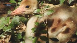 Parco Natura Viva di Bussolengo: è nata una piccola di gru antigone thumbnail