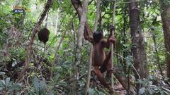 Centro di recupero per la fauna selvatica