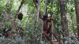 Centro di recupero per la fauna selvatica thumbnail