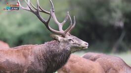 Il bramito dei cervi thumbnail
