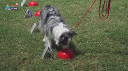 L'Educa-cani: la disciplina del nosework thumbnail