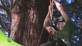 Il Tree Climbing thumbnail