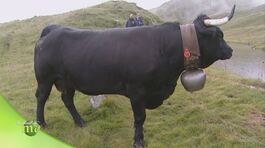 Razza bovina di Hérens thumbnail