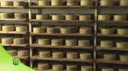 Pecorino di Sorano thumbnail