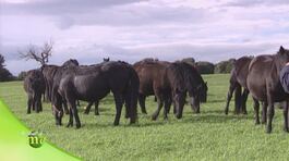 Cavalli delle Murge thumbnail